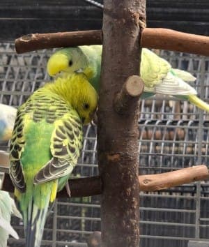 Ilvy - Vogel zur Adoption aus Tierheim Stuttgart