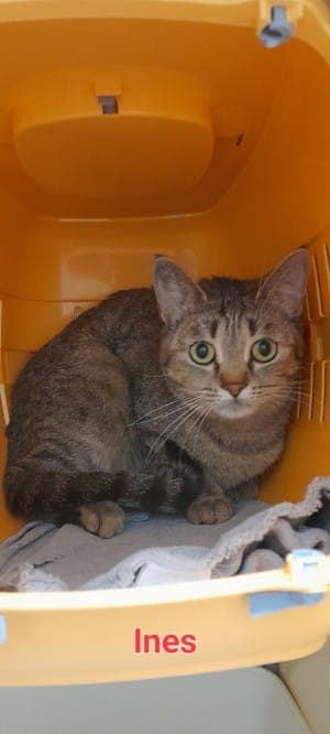Ines - Katze zur Adoption aus Tierheim Stuttgart
