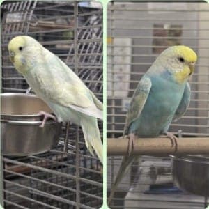 Inga und Isabel - Vogel zur Adoption aus Tierheim Stuttgart