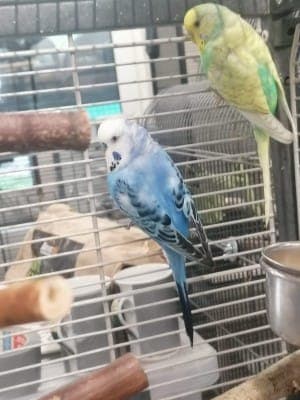 Ingo und Ilse - Vogel zur Adoption aus Tierheim Stuttgart