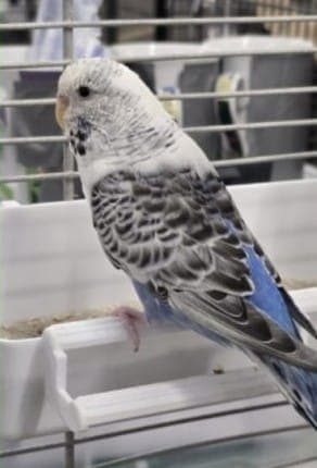 Irmtraut - Vogel zur Adoption aus Tierheim Stuttgart