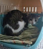 Ivy - Katze zur Adoption aus Tierheim Stuttgart