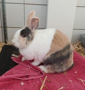Jade - Kleintier zur Adoption aus Tierheim Stuttgart