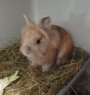 Jake - Kleintier zur Adoption aus Tierheim Stuttgart