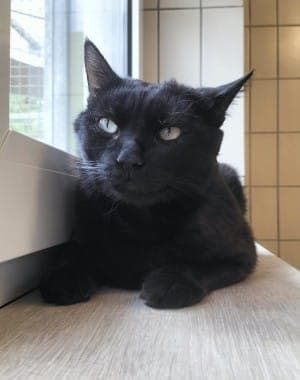 Jakob - Katze zur Adoption aus Tierheim Stuttgart