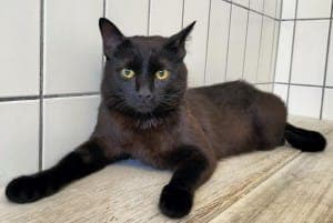 Jonathan - Katze zur Adoption aus Tierheim Stuttgart