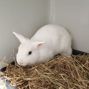 Josie - Kleintier zur Adoption aus Tierheim Stuttgart