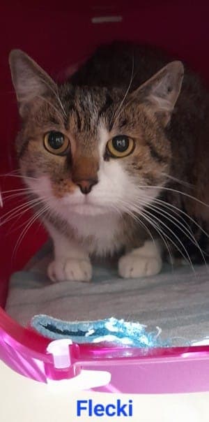 Kai und Flecki Tigerchen res. - Katze zur Adoption aus Tierheim Stuttgart