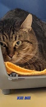 Kill-Bill - Katze zur Adoption aus Tierheim Stuttgart