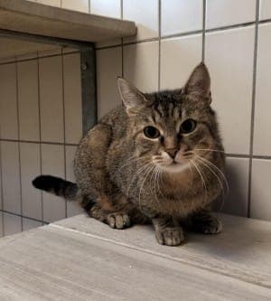 Kill-Bill - Katze zur Adoption aus Tierheim Stuttgart