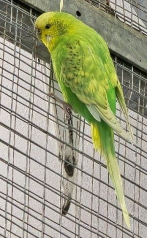 Kiwi - Vogel zur Adoption aus Tierheim Stuttgart