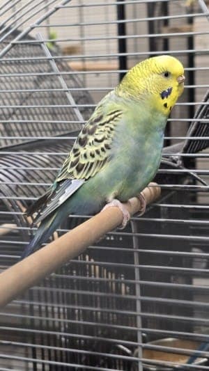 Kiwi - Vogel zur Adoption aus Tierheim Stuttgart