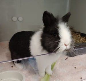 Knut - Kleintier zur Adoption aus Tierheim Stuttgart