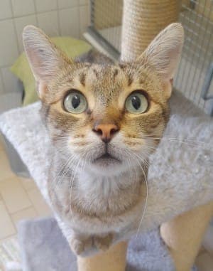 Koda - Katze zur Adoption aus Tierheim Stuttgart