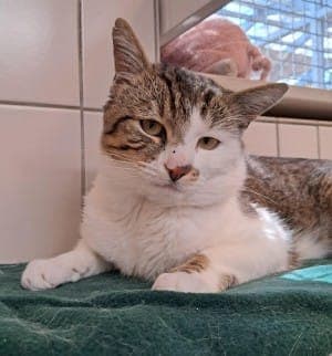 Leo - Katze zur Adoption aus Tierheim Stuttgart