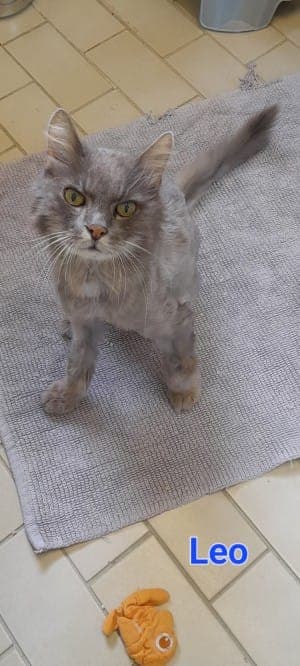 Leo - Katze zur Adoption aus Tierheim Stuttgart