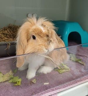 Leonardo - Kleintier zur Adoption aus Tierheim Stuttgart