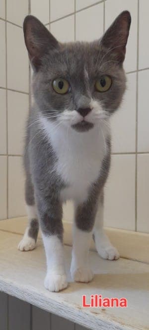 Liliana - Katze zur Adoption aus Tierheim Stuttgart