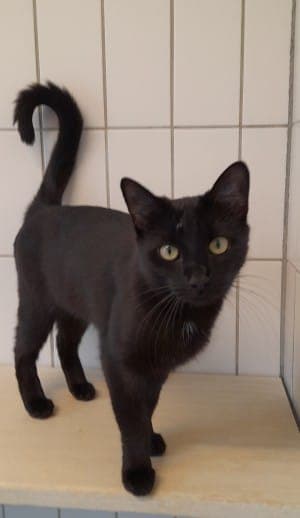 Lilith - Katze zur Adoption aus Tierheim Stuttgart