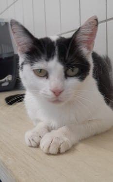 Lilly - Katze zur Adoption aus Tierheim Stuttgart