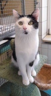 Loki - Katze zur Adoption aus Tierheim Stuttgart