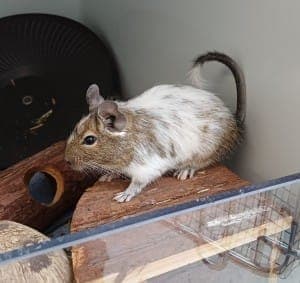 Lucille und Ethel - Kleintier zur Adoption aus Tierheim Stuttgart