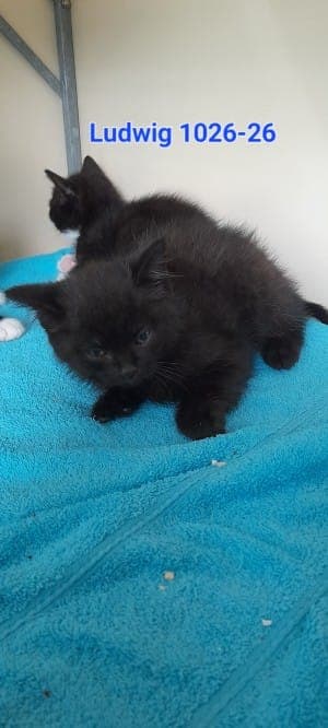 Ludwig - Katze zur Adoption aus Tierheim Stuttgart