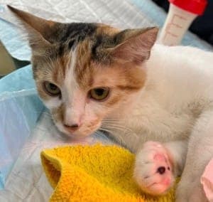 Luna - Katze zur Adoption aus Tierheim Stuttgart