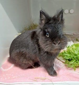 Möhrchen - Kleintier zur Adoption aus Tierheim Stuttgart