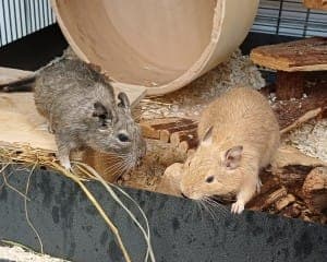 Mäxchen Carlchen Dr. Schmidt und Finnie - Kleintier zur Adoption aus Tierheim Stuttgart