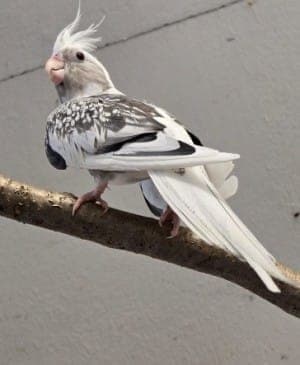 Magneto und Storm - Vogel zur Adoption aus Tierheim Stuttgart