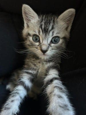 Maya - Katze zur Adoption aus Tierheim Stuttgart