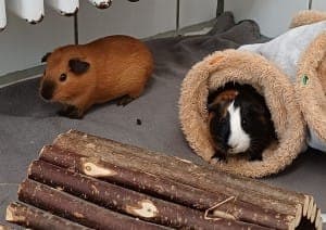 Meerschweinchen-Mädels - Kleintier zur Adoption aus Tierheim Stuttgart