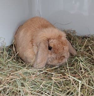 Merida - Kleintier zur Adoption aus Tierheim Stuttgart