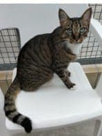 Merlin - Katze zur Adoption aus Tierheim Stuttgart
