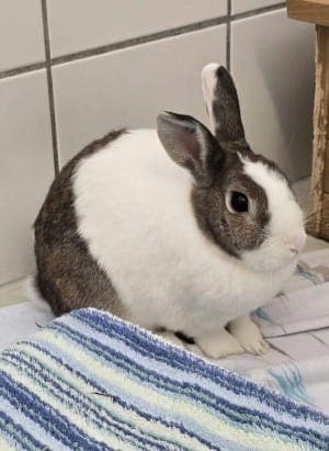 Minze und Ross - Kleintier zur Adoption aus Tierheim Stuttgart
