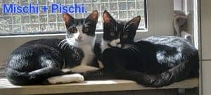 Mischi und Pischi - Katze zur Adoption aus Tierheim Stuttgart