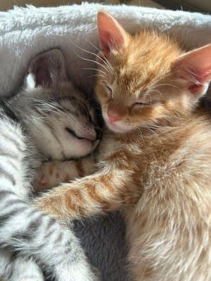 Moonie und Honey - Katze zur Adoption aus Tierheim Stuttgart