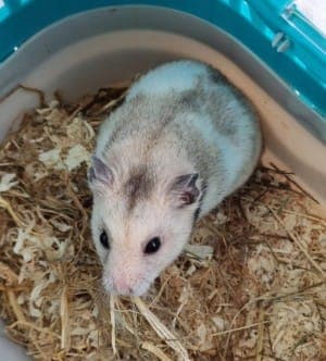 Moschu - Kleintier zur Adoption aus Tierheim Stuttgart
