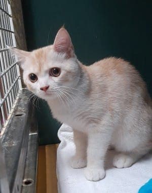 Mursik - Katze zur Adoption aus Tierheim Stuttgart