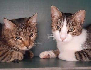 Muzzi ( Tiger ) und Sabouni ( Tiger/ weiß) - Katze zur Adoption aus Tierheim Stuttgart