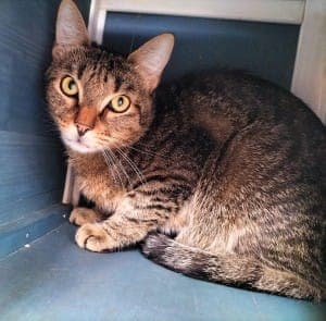 Muzzi ( Tiger ) und Sabouni ( Tiger/ weiß) - Katze zur Adoption aus Tierheim Stuttgart