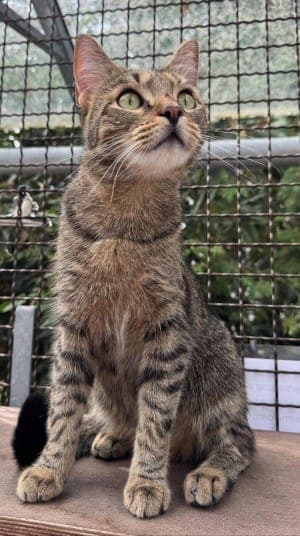 Muzzi ( Tiger ) und Sabouni ( Tiger/ weiß) - Katze zur Adoption aus Tierheim Stuttgart