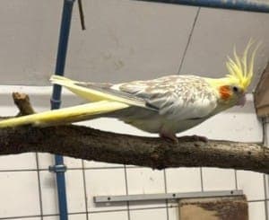 Mystique und Jean - Vogel zur Adoption aus Tierheim Stuttgart