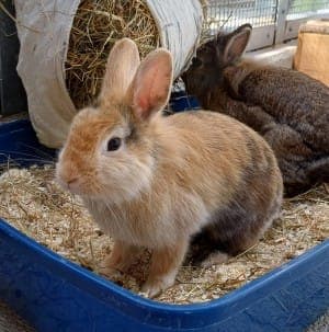Nala und Sarabi - Kleintier zur Adoption aus Tierheim Stuttgart