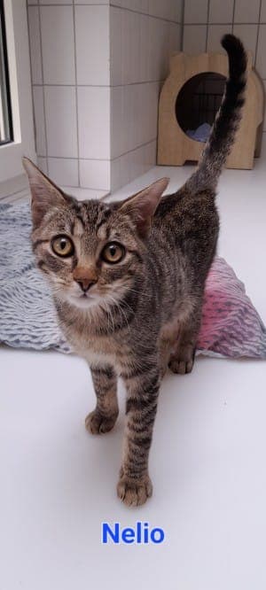 Namika und Nelio - Katze zur Adoption aus Tierheim Stuttgart