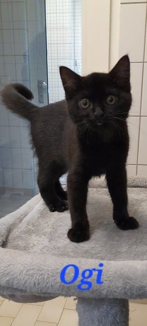 Ogi - Katze zur Adoption aus Tierheim Stuttgart