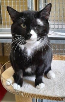 Oscar - Katze zur Adoption aus Tierheim Stuttgart
