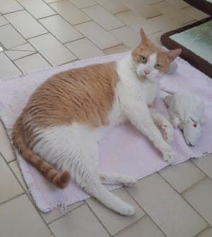 Pascha - Katze zur Adoption aus Tierheim Stuttgart
