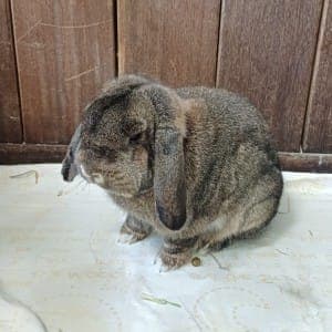Paul - Kleintier zur Adoption aus Tierheim Stuttgart